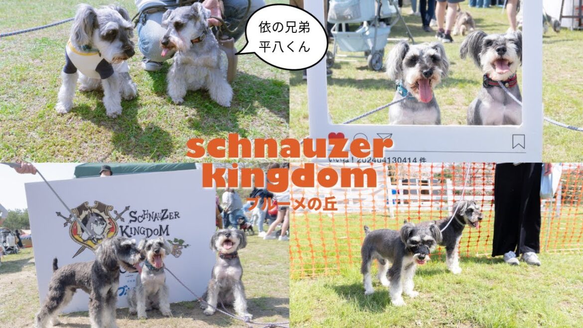 シュナキンブルーメの丘に行ってきました。（依ちゃんの兄弟平八くんとついに対面❤️）