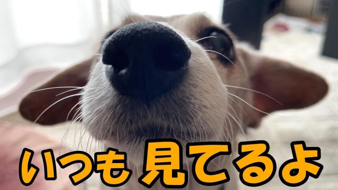 【17歳ハイシニア犬】いつも母の側にいたい老犬ジャックラッセルテリア