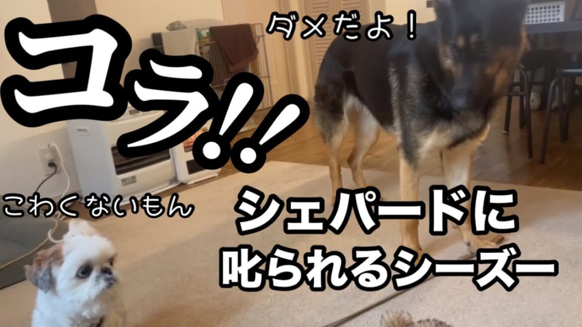 【ジャーマンシェパード】まろんがハナに教育的指導。でも全く効果なし😅他の犬は怖いのにまろんは怖くないのよね💦雨の日はよく揉めてます😂