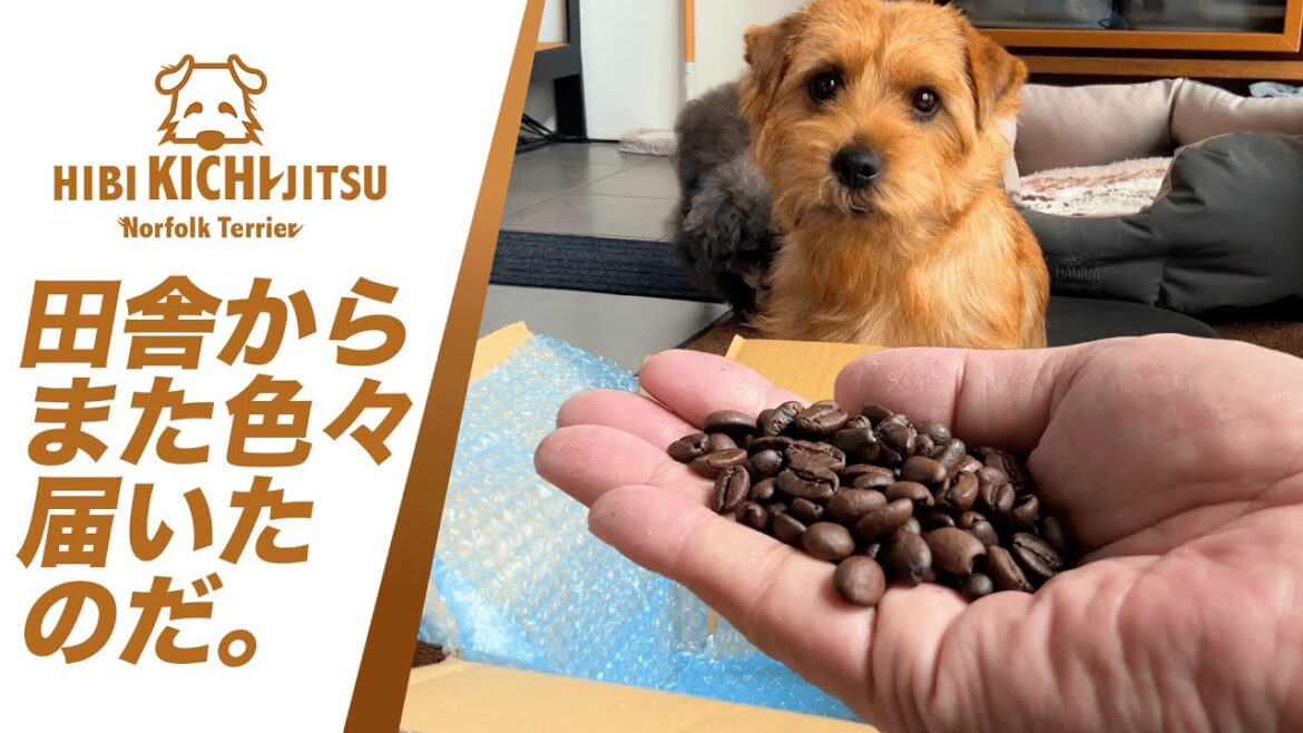 愛犬キチ パパの田舎から色々届いた 【ノーフォークテリア  norfolkterrier  犬 dog  】 愛犬キチ パパの田舎から色々届いた 【ノーフォークテリア  norfolkterrier  犬 dog  】