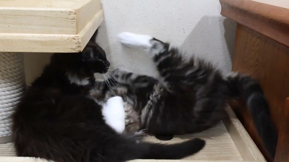 大きくなってきたメインクーンの子猫達