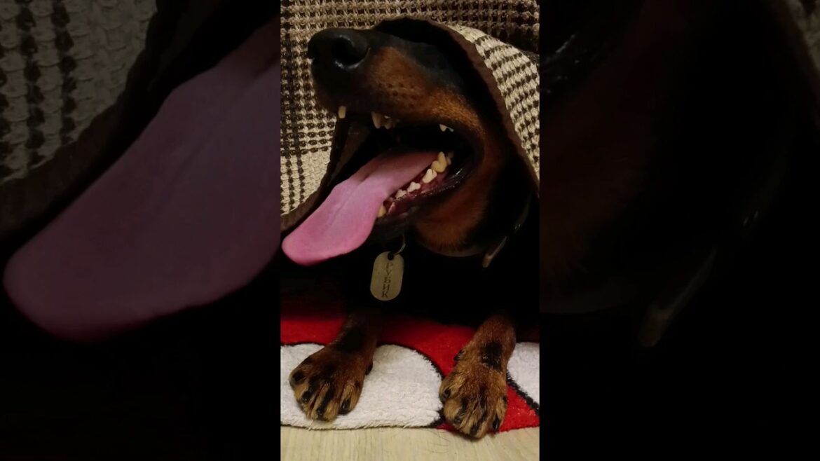 ⚡Рубик⚡ наигрался устал ягдтерьер german jagdterrier немецкий охотничий терьер Одесса апрель 2024