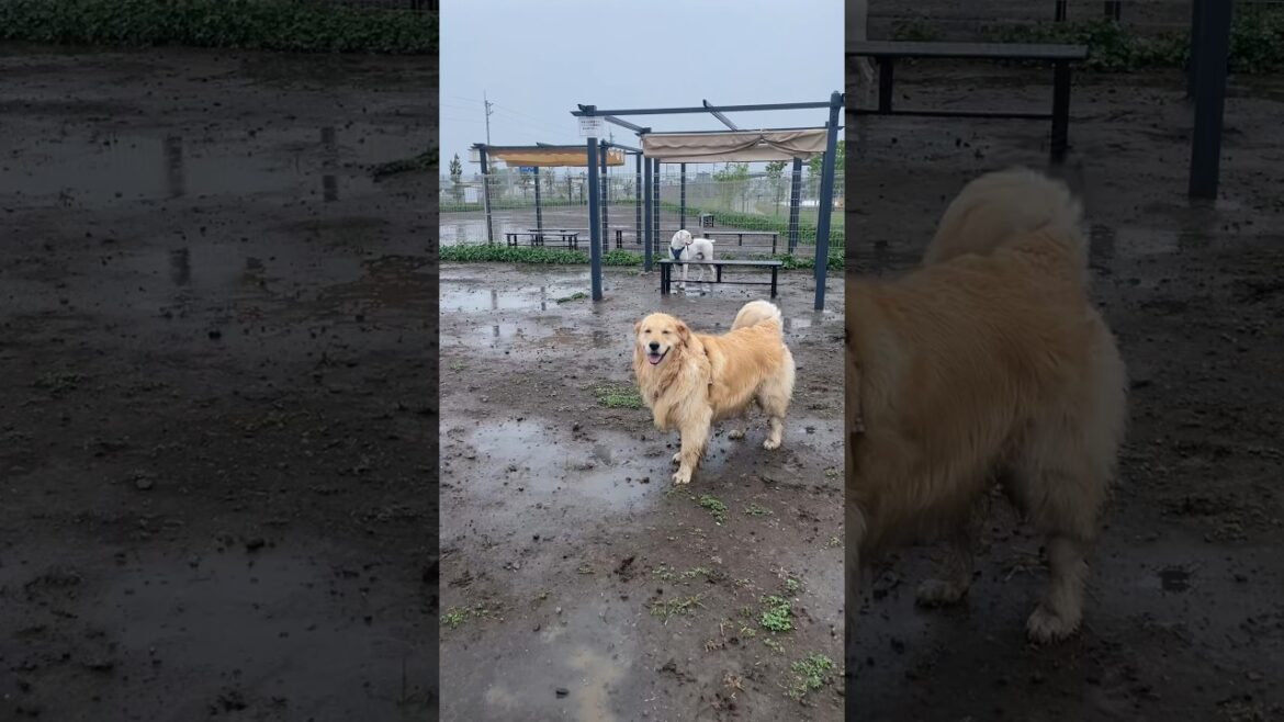 えへへ自分だったわ　ゴールデンレトリバー　ボクサー犬