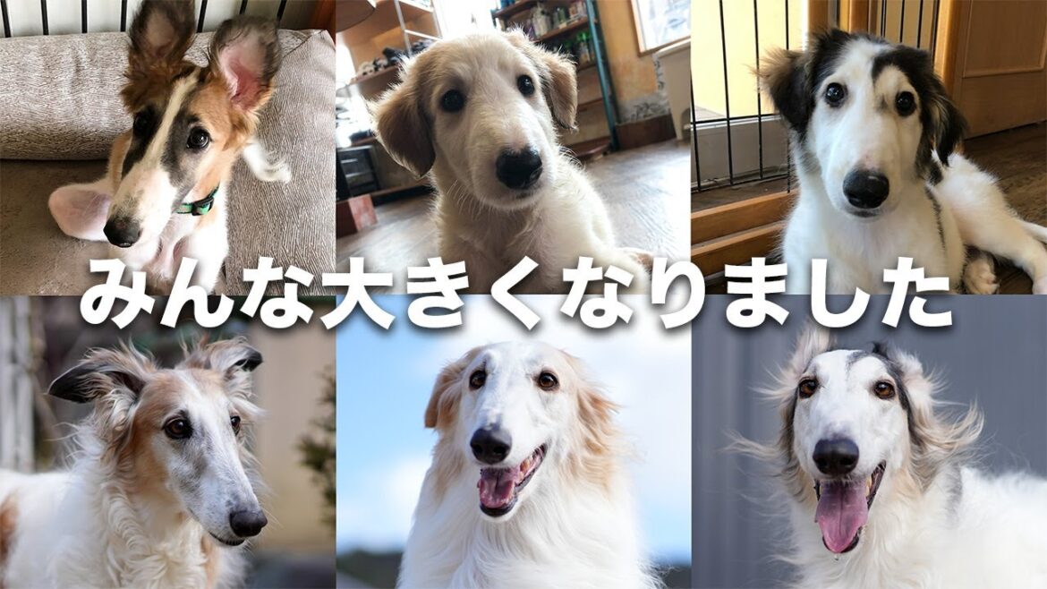 【みんな立派に成長しました！】久しぶりに昔の写真を見たら、立派に成長した姿が誇らしく感じられました♪