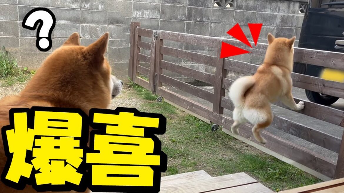 もう会えないと思った兄たんが帰宅したら喜びが爆発し、飛び跳ねる柴犬が可愛すぎました