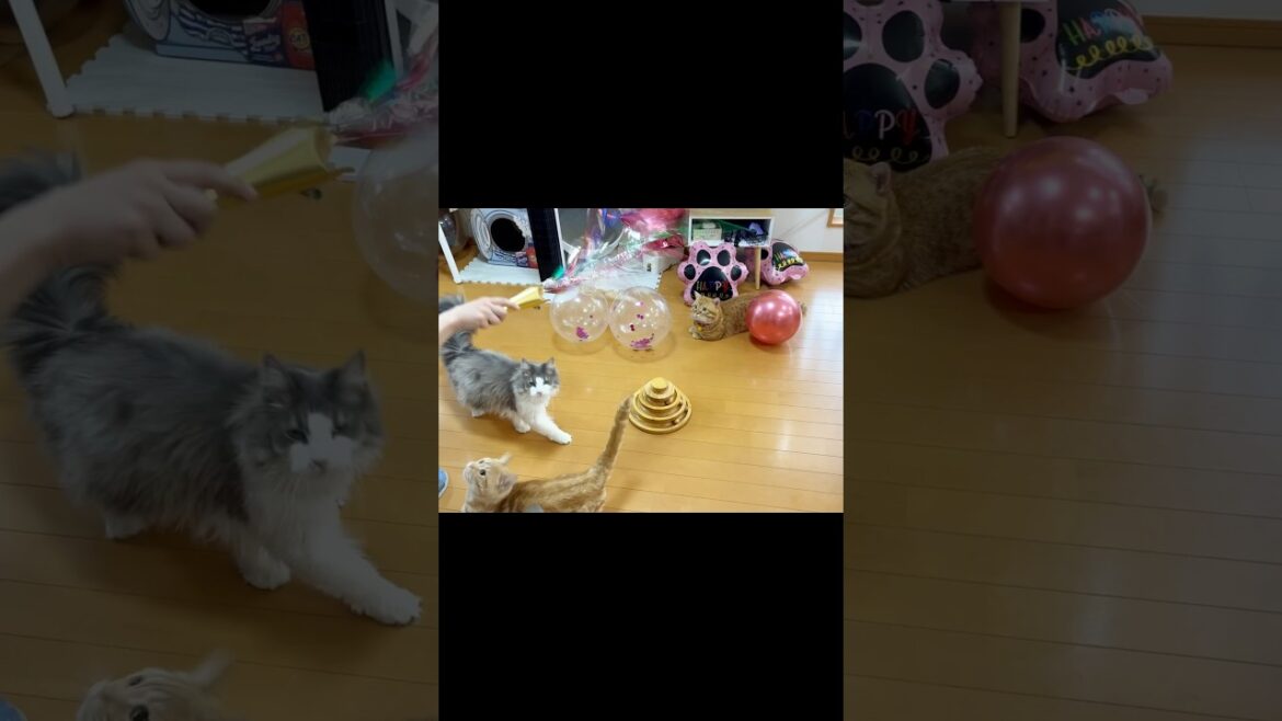 ハプニング #猫 #マンチカン #shorts