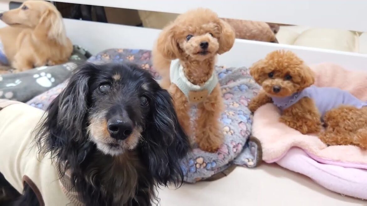 トイプードル妹が増えた？　🐶ひみつきちなう！①🐶  2024年4月25日
