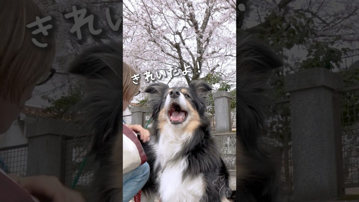 桜が咲いた津和野を愛犬とお散歩　#ボーダーコリー #オーストラリアンシェパード #dog