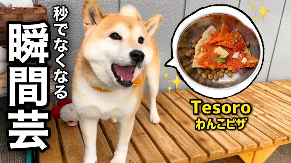 柴犬6匹がTesoro(テソロ)でお家芸を披露になりました！