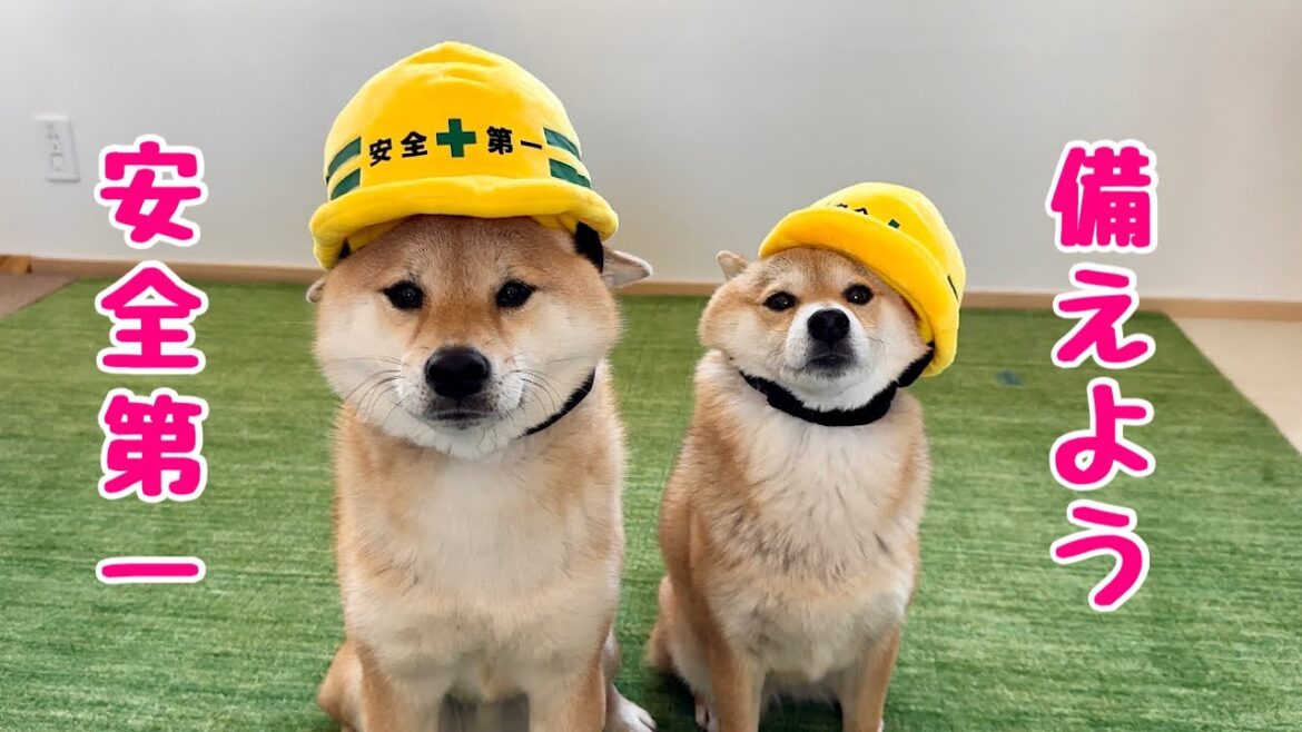 大切な愛犬との今後の生活を改めて見直してみました