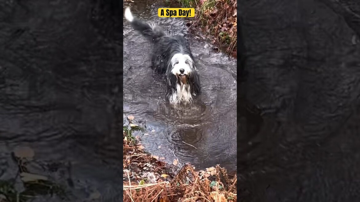🐶A Spa Day!😍😉 #dog #beardedcollie #collie #shaggydog #shorts #dogshorts