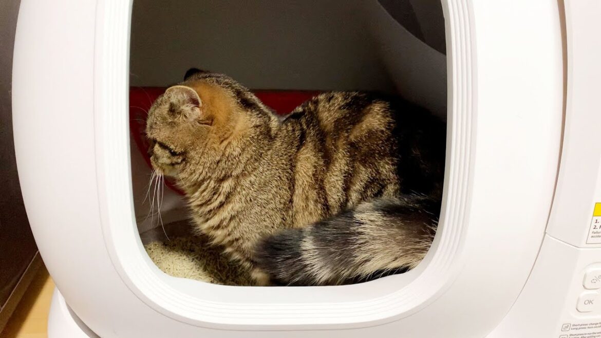 新しいトイレでも引き続き快便の猫がこちらです #217【生後271日目 スコティッシュフォールド】