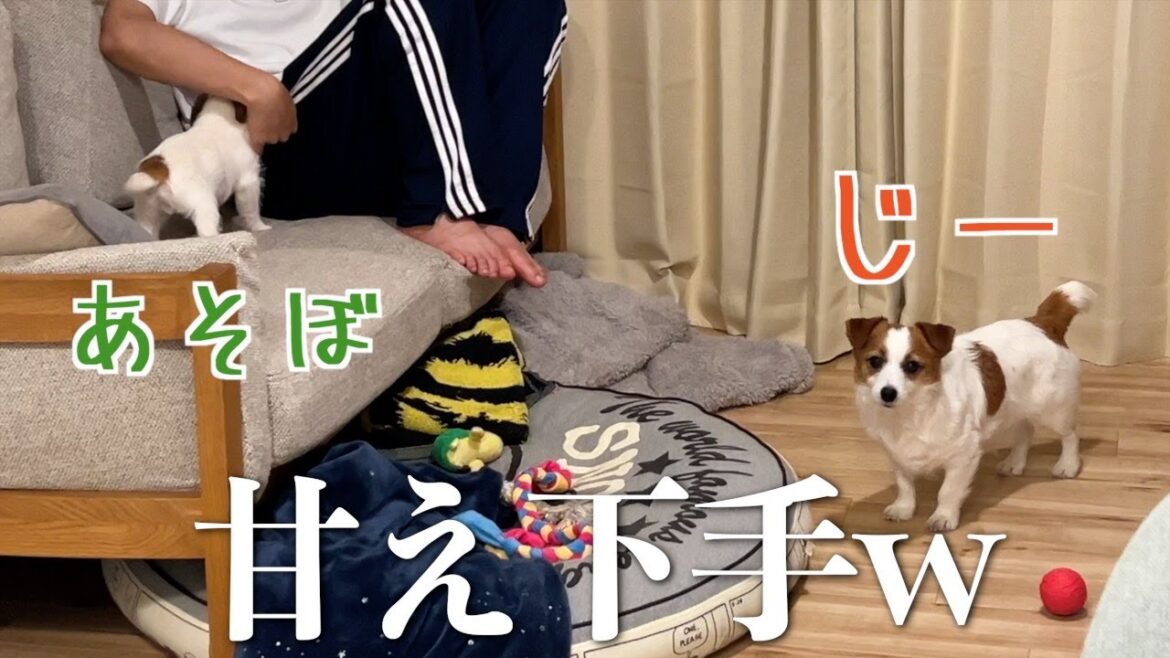 甘え上手な子犬と素直になれなくて飼い主に目で訴えてくる兄犬/ジャックラッセルテリア