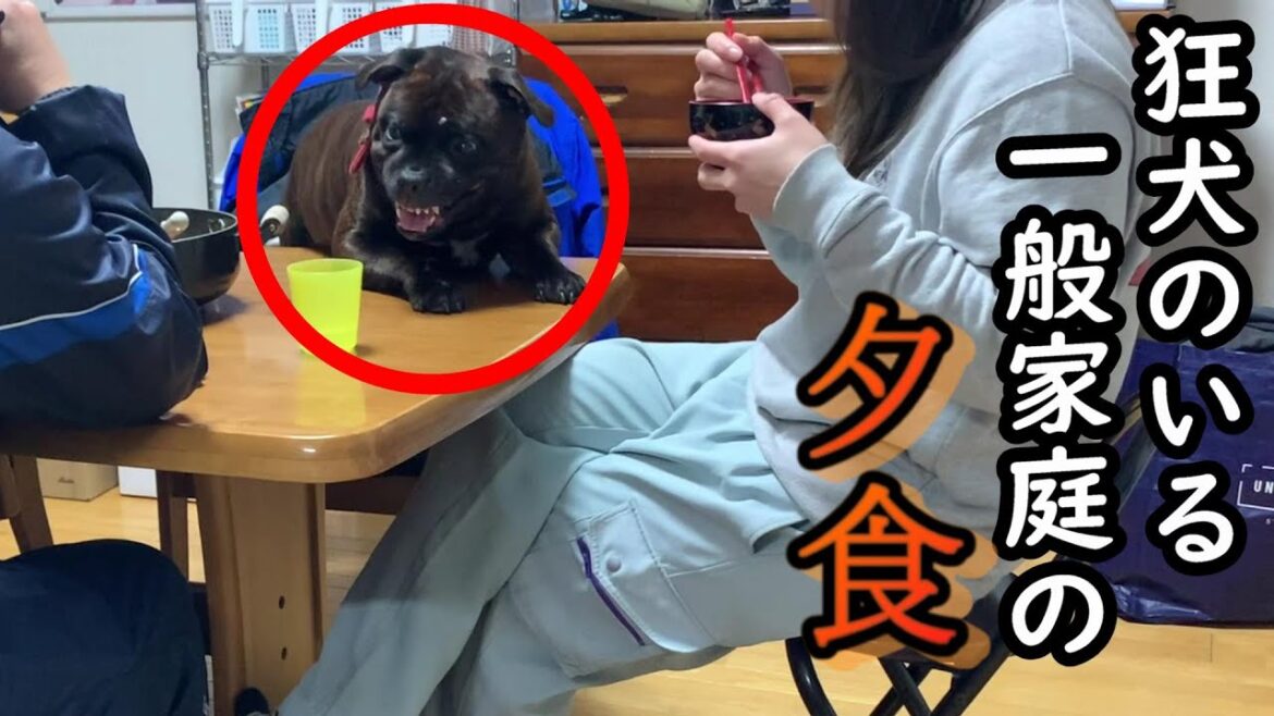 うちとまだらの普段の夕食はこんな感じ! うちとまだらの普段の夕食はこんな感じ!