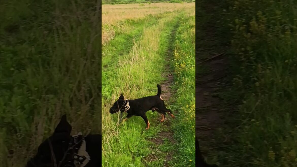 ⚡Рубик⚡ однажды утром прогулка на природе ягдтерьер german jagdterrier