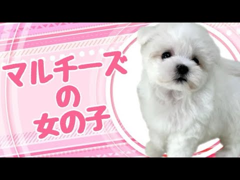 マルチーズの子犬 (平野瓜破) マルチーズの子犬 (平野瓜破)
