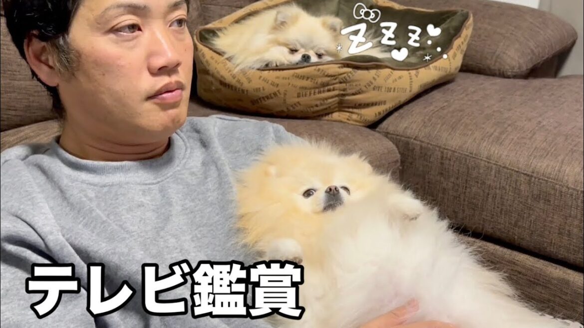 目覚めたポメラニアンの行動が可愛すぎました
