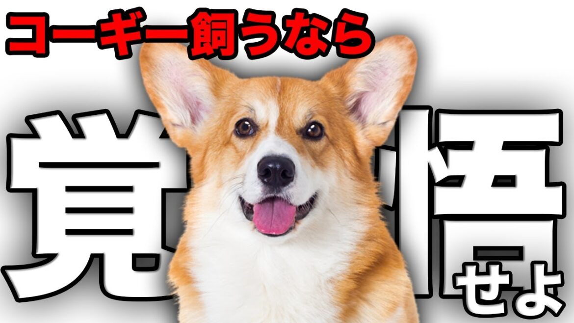 【解説】迎える前に1度見て！コーギーの魅力や注意点について教えます！