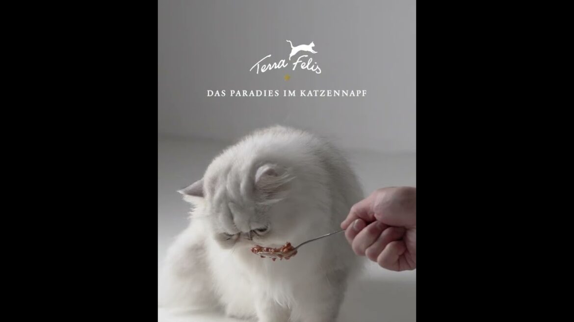 キャットフードの品質革命【ペルシャ猫編】 キャットフードの品質革命【ペルシャ猫編】