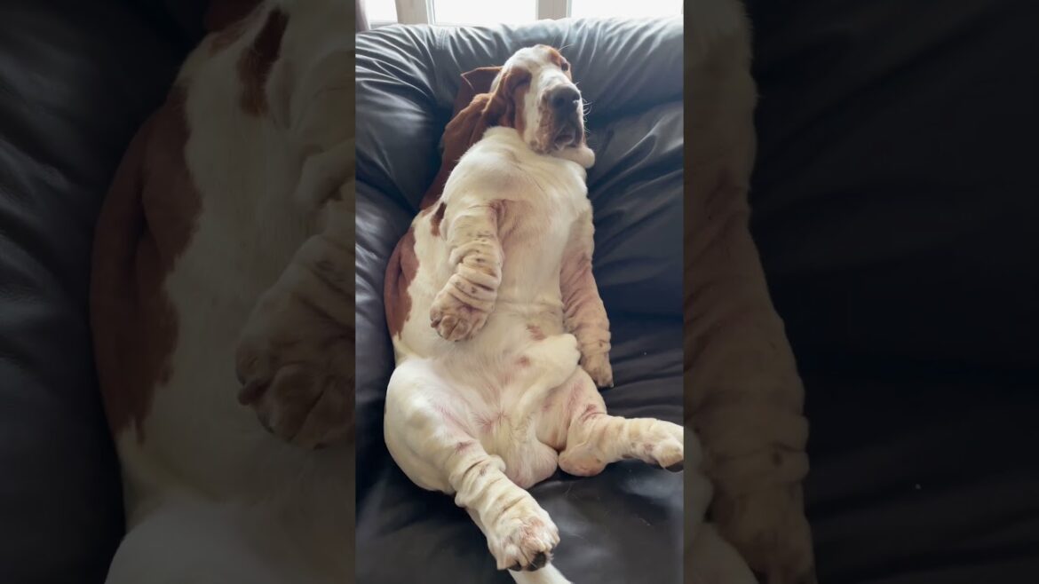 Chill Basset Hound - Northern Basset #bassethound #basset #dog