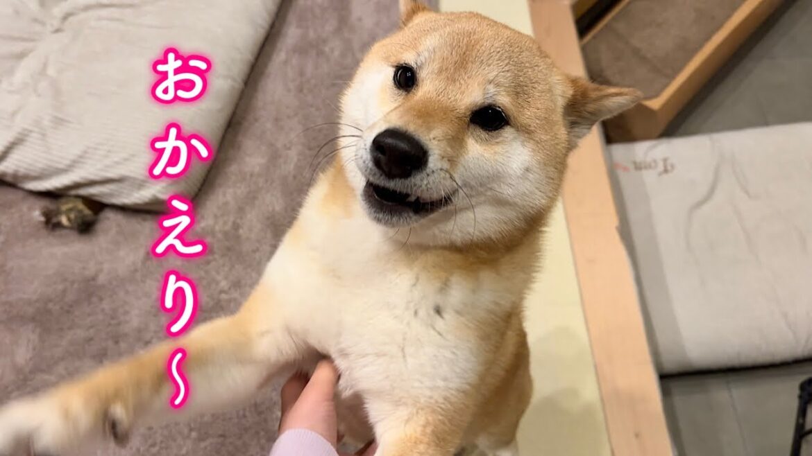 ママが出かけると分かるとわかりやすくションボリし、帰ってくると大喜びするまるで子どもな柴犬が可愛い