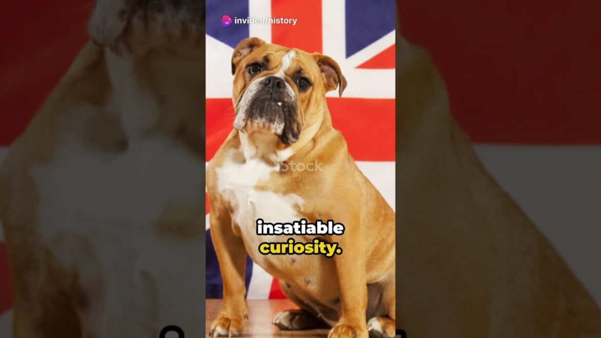 Top 5 Amazing British Dog Breeds