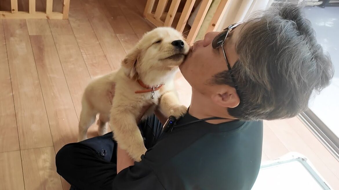 自分がいなくなっても生きてほしい。この大切な命を守る為に。【Golden Retriever japan】