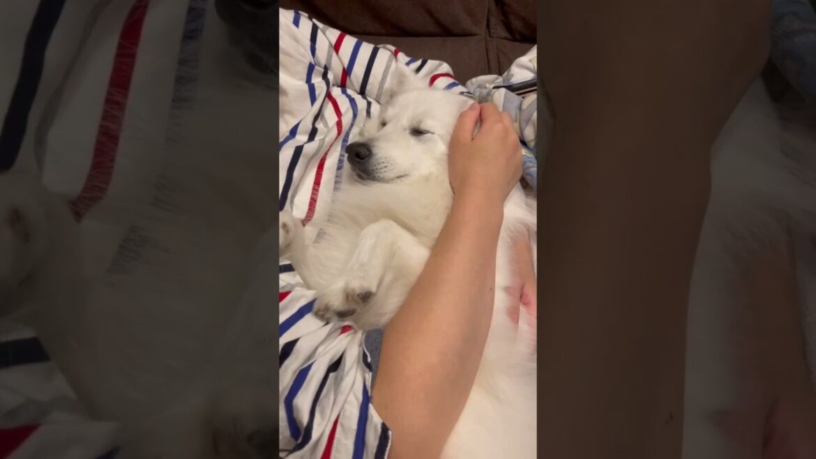 ほぼ赤ちゃんなスピッツ犬　#日本スピッツ　#犬　#shorts