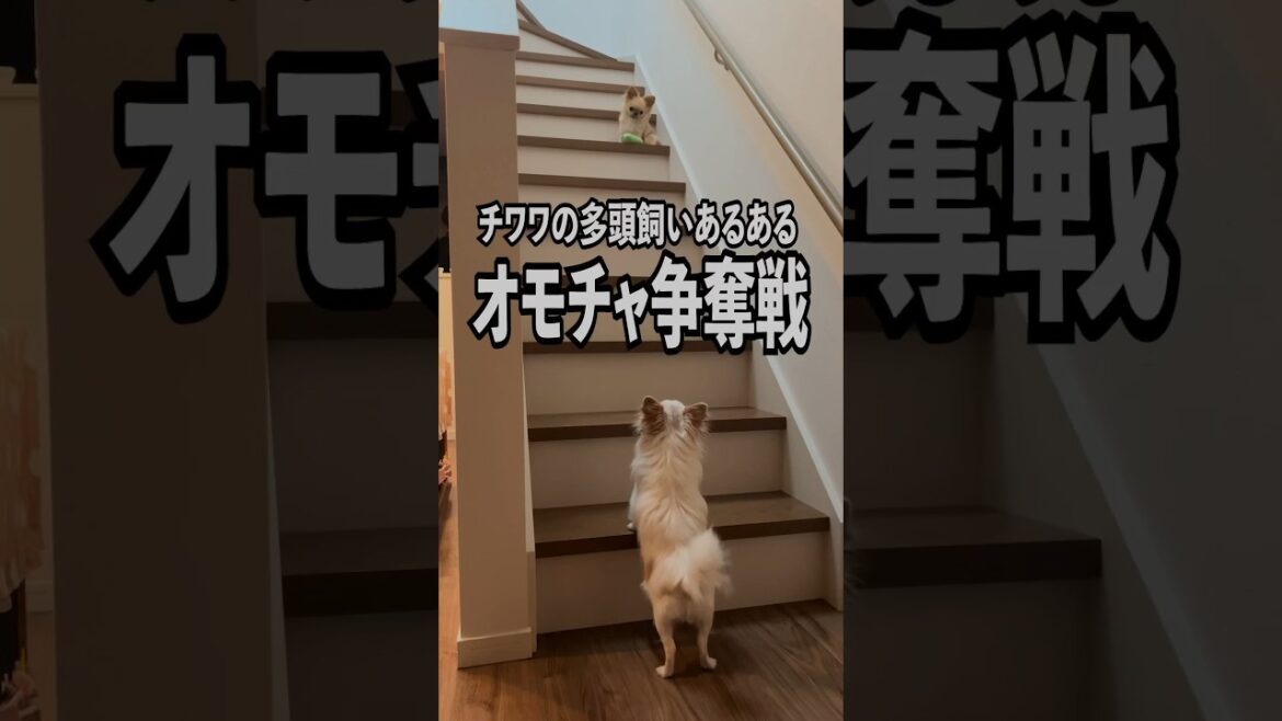 【チワワの多頭飼いあるある】