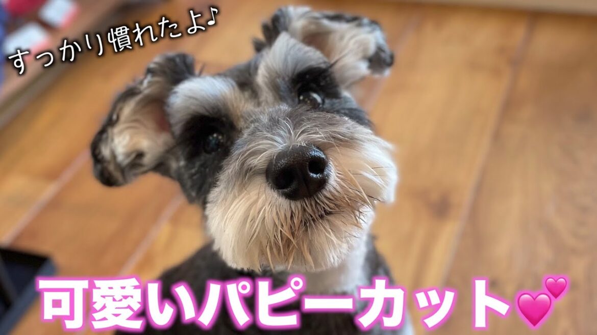 可愛いパピーカット♪ミニチュア・シュナウザー「小町ちゃん」2021年3月26日(金)