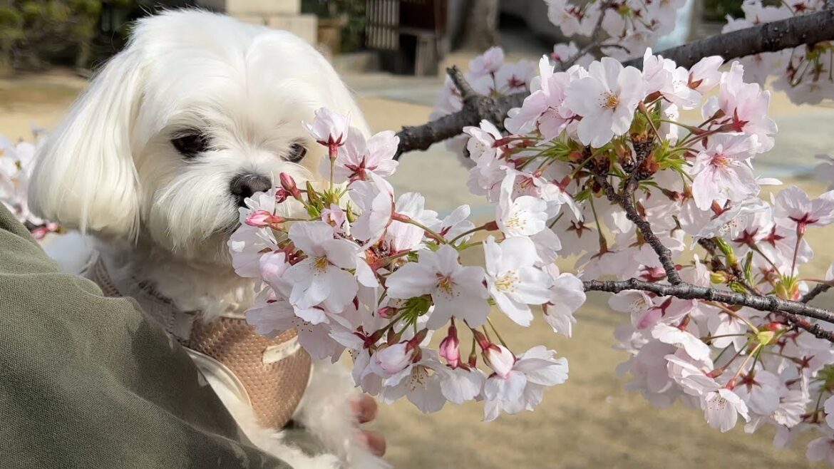 桜に興味のない犬が公園ではしゃいで泥んこになる様子を見てくれ【マルチーズ】