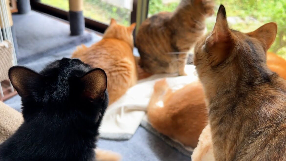 柴犬と猫たちののどかな癒し空間ができていると思ったら子ども猫たちが…
