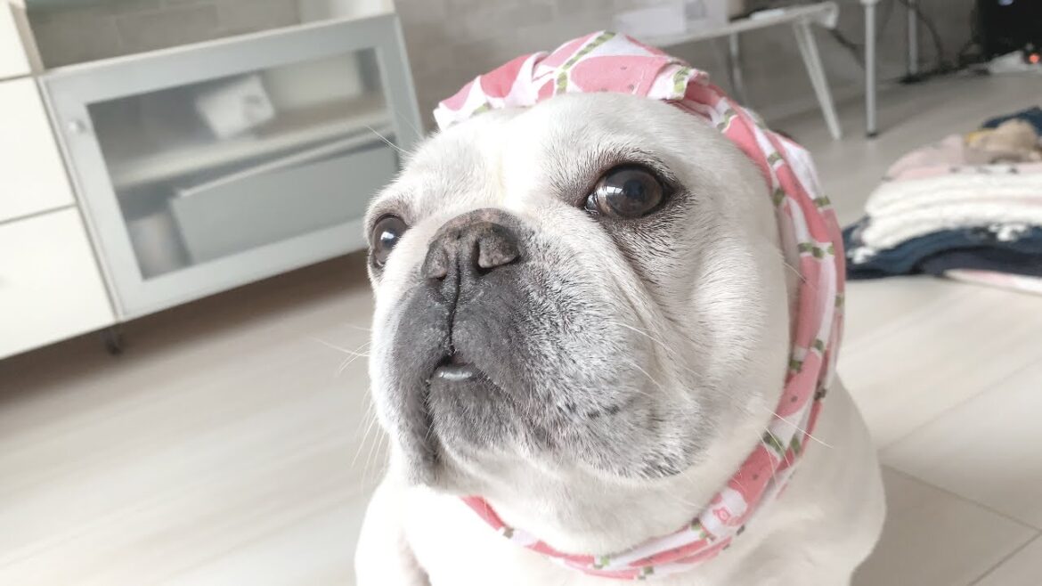 今年もほっかむりおばさんの季節がやってきた！【フレンチブルドッグ frenchbulldog】