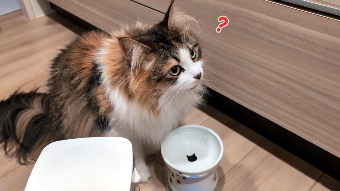 猫のご飯の用意を途中で止めたらこうなった【サイベリアン】Siberian cat when interrupted in the middle of preparing cat food.