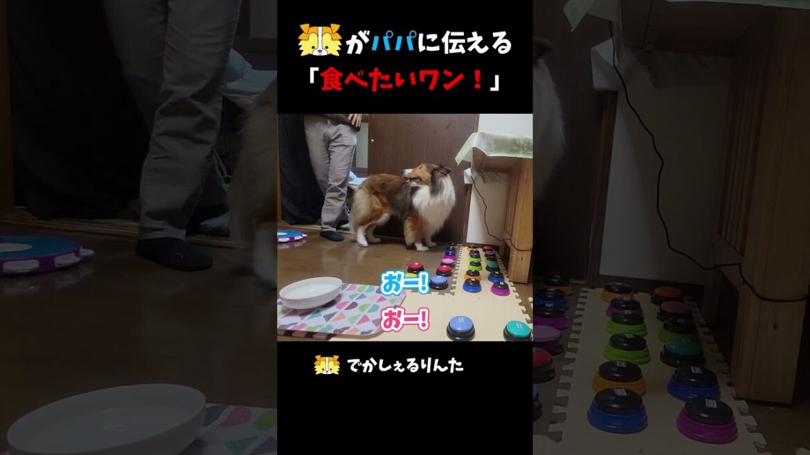 シェルティがパパに伝える「食べたいワン！」 #shorts