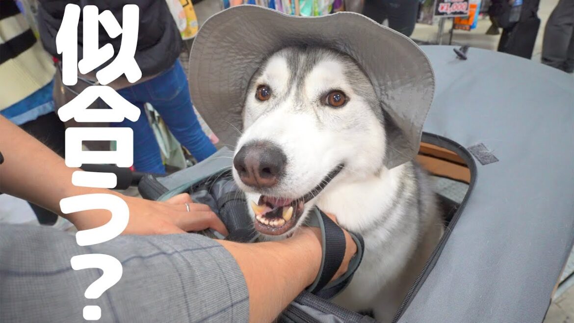田舎育ちのハスキー犬が都会でファッションに目覚めた瞬間がこちらです笑 田舎育ちのハスキー犬が都会でファッションに目覚めた瞬間がこちらです笑