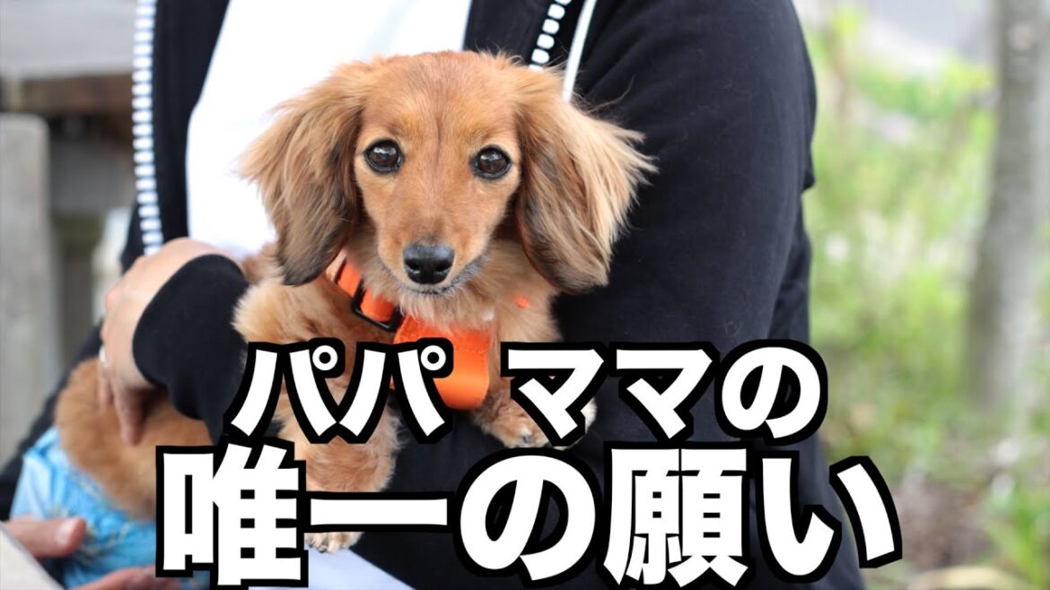 【採血】素敵なカフェでランチして病院で注射される愛犬【カニンヘンダックスえびすの日常】 【採血】素敵なカフェでランチして病院で注射される愛犬【カニンヘンダックスえびすの日常】