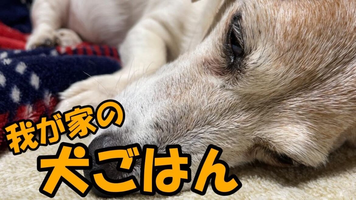 【3ぴき多頭飼い】モリモリ食べて元気いっぱい！うちの犬ごはん