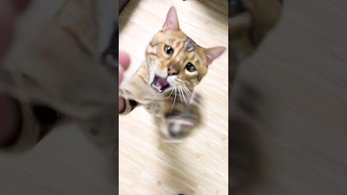 大好きな箸の袋を強奪するベンガル猫 #shorts #ベンガル #猫