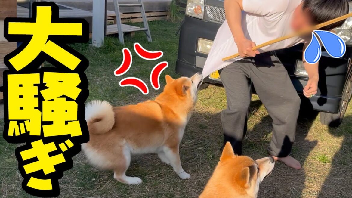 蜂が現れ大騒ぎ！柴犬姉妹が大変な事になりました