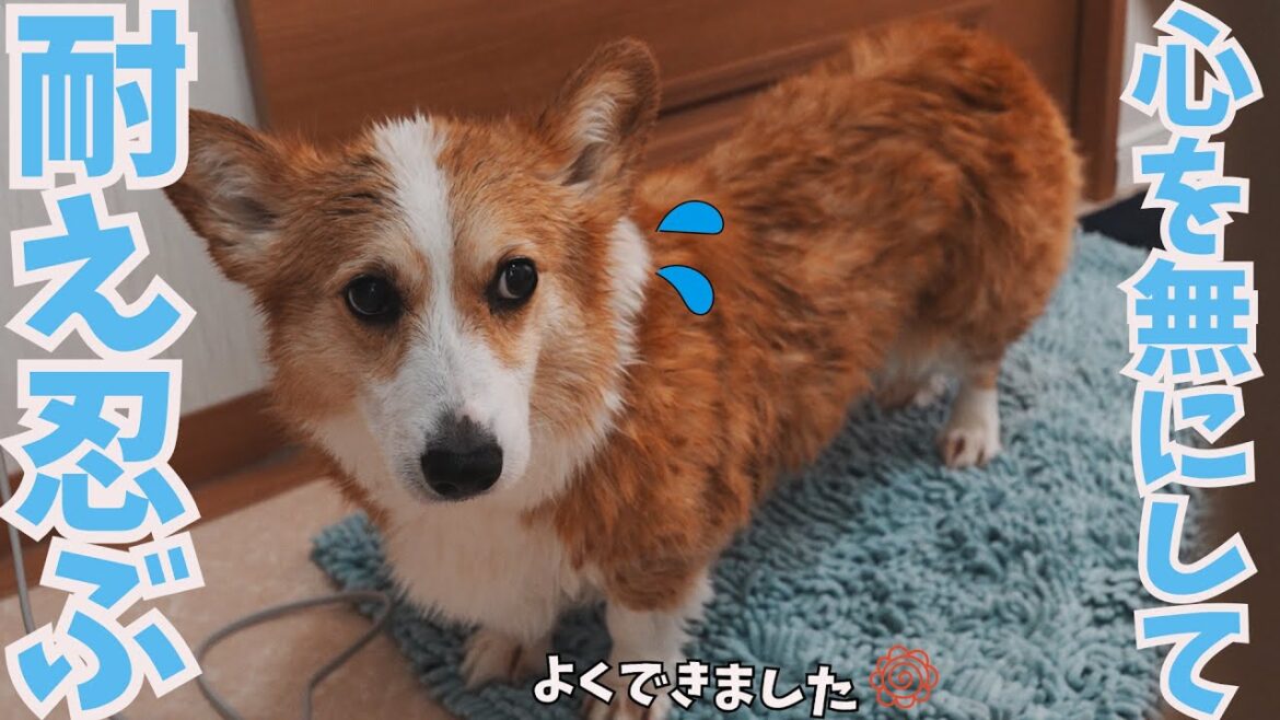 苦手なお風呂に連行された愛犬。すべてをあきらめた結果こうなります。