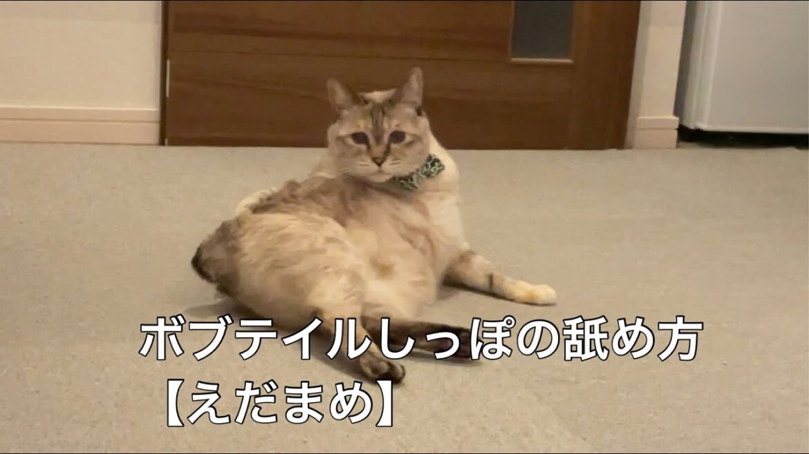 ボブテイル猫しっぽの舐め方【えだまめ】
