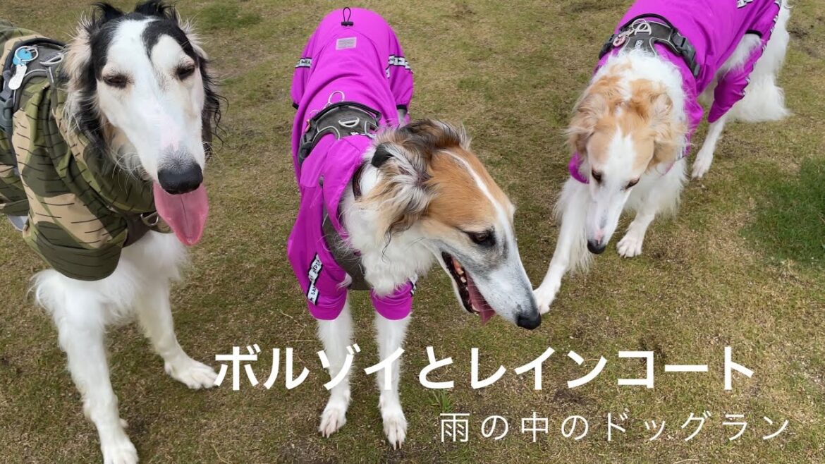 【ボルゾイとレインコート】京都亀岡にあるカインズで雨の中のドッグランを満喫しました！