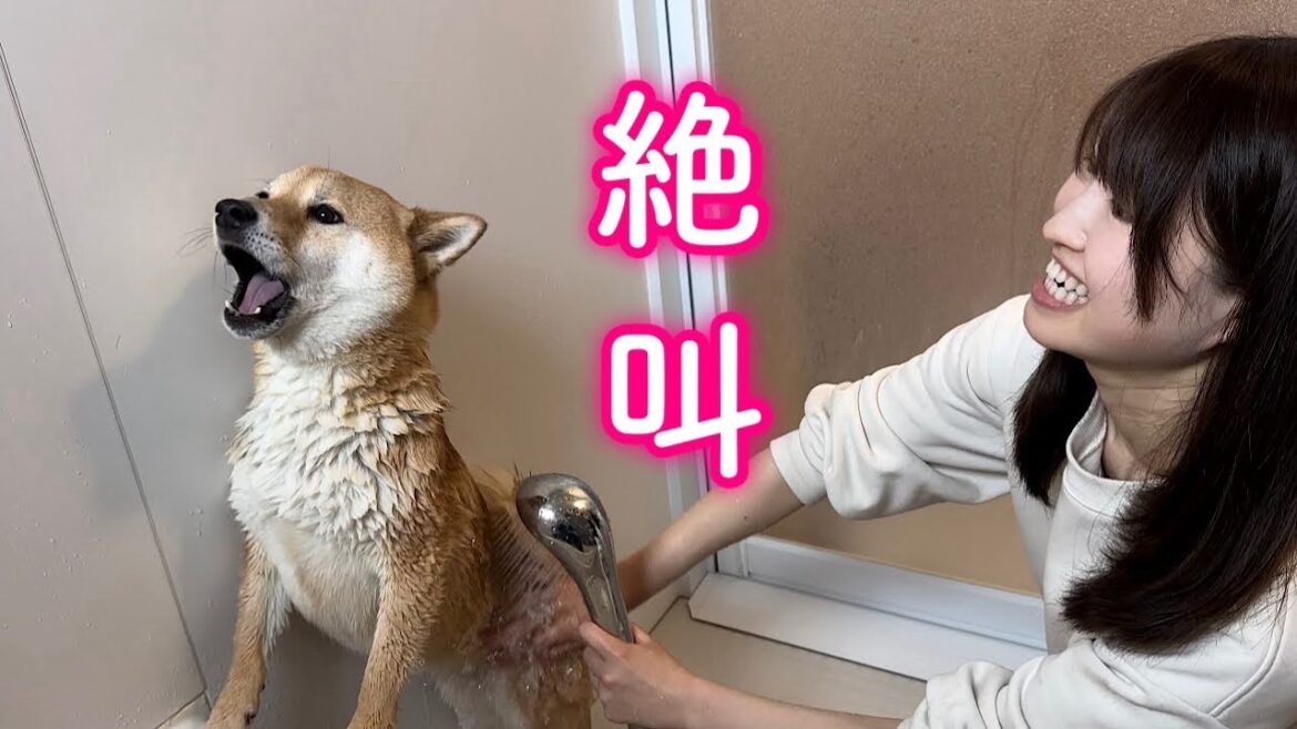 水をかけられると家中響き渡るような奇声で叫び散らかす大袈裟すぎる柴犬が可愛い