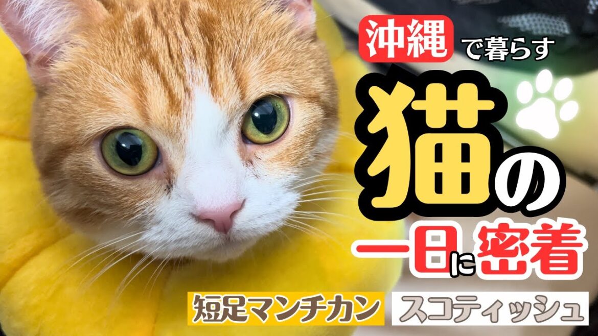 【完全密着】沖縄で暮らす短足マンチとスコティッシュの1日(前編) 【完全密着】沖縄で暮らす短足マンチとスコティッシュの1日(前編)