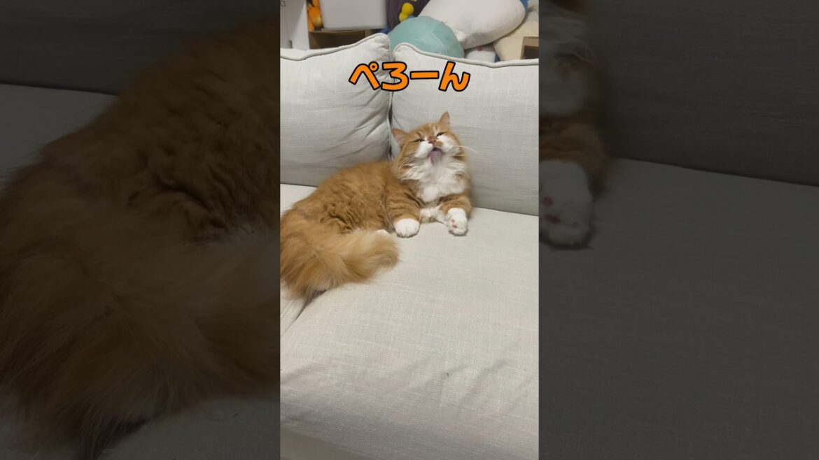 【今日のうに坊】 ごはん後のグルーミングで盛大に舐める猫がかわいいです！ ちなみにパパはソファを奪われました！ #shorts #猫 #マンチカン #短足マンチカン #cat #munchkin