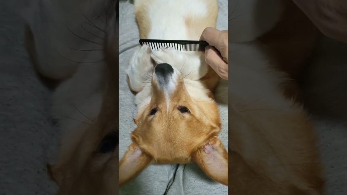 食パンコーギー #ギコギコはしません