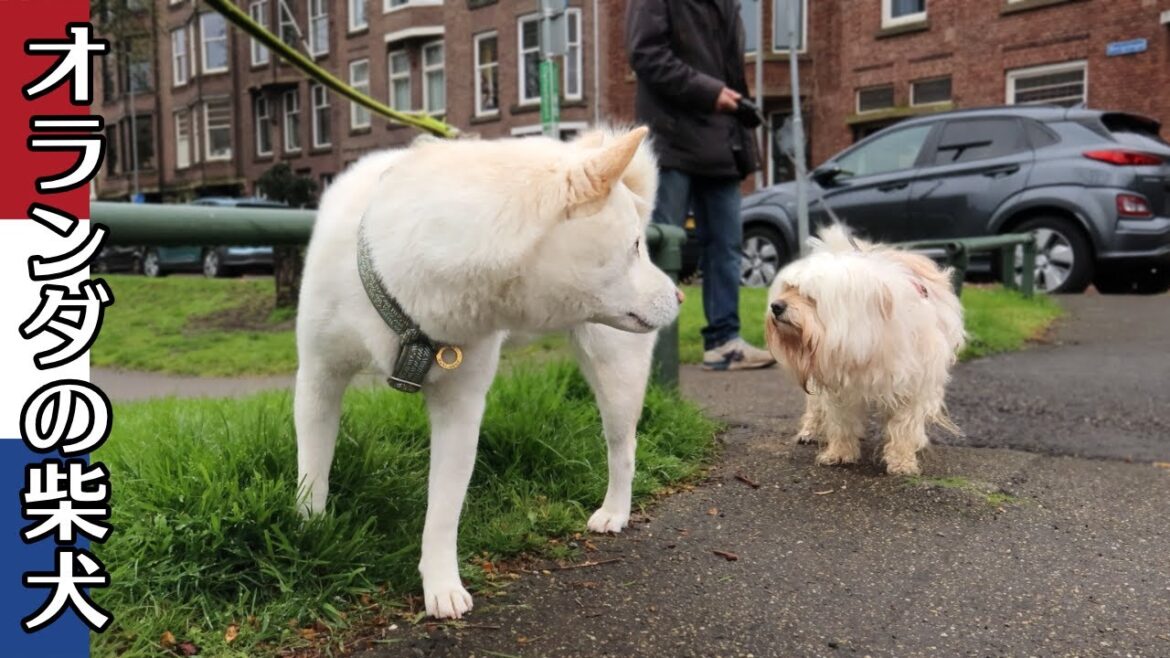 柴犬柿丸 何度もすれ違う ラサ・アプソと柴犬【オランダ / 環境音 / 4K】Kaki-Maru the Shiba Inu