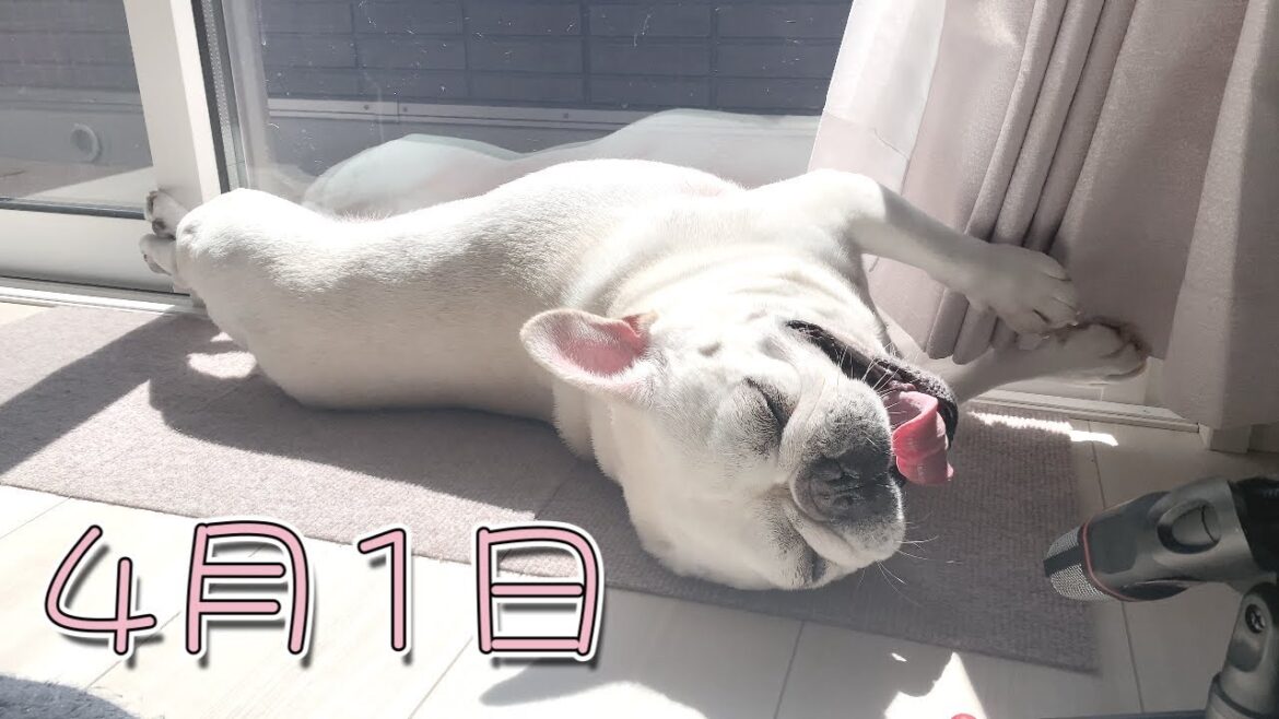 お手伝いに嘘つかれた…【フレンチブルドッグ frenchbulldog】 お手伝いに嘘つかれた…【フレンチブルドッグ frenchbulldog】