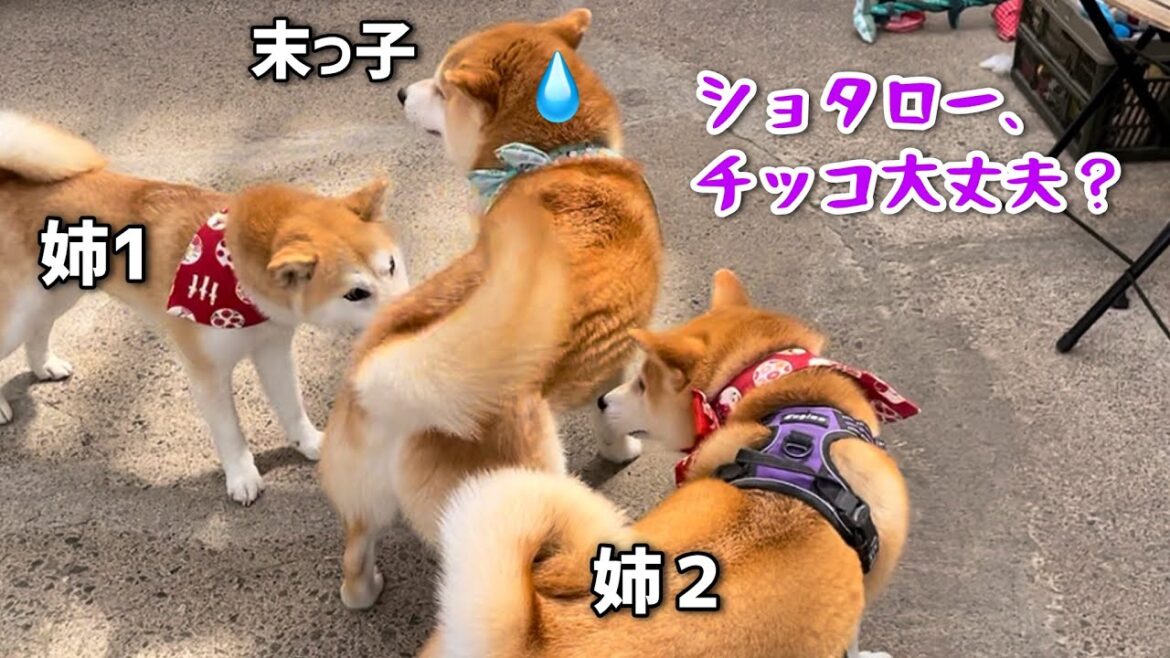 姉柴犬を遊びに誘ったら赤ちゃん扱いされる弟柴犬が可愛い